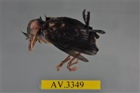藏品(綠繡眼)的圖片